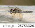Female Common Darter Dragonfly 25753320