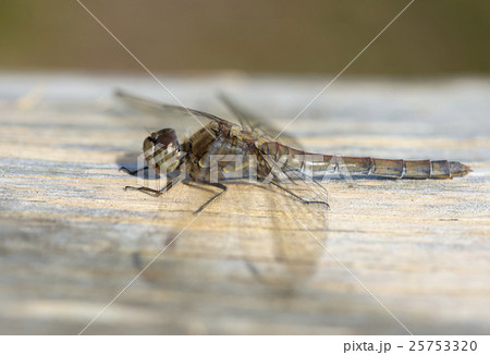 Female Common Darter Dragonfly Female Common Darter Dragonfly 25753320