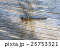 Dragonfly Female Common Darter 25753321