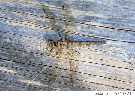 Dragonfly Female Common Darter 25753321