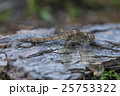 Resting Common Darter Dragonfly 25753322