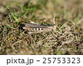 Well camouflaged Field Grasshopper 25753323