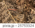 Male Common Darter Dragonfly 25753324
