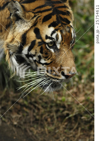 Animal stock images 25754611