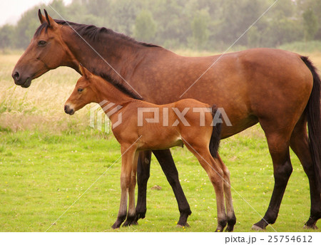 Animal stock images Animal stock images 25754612