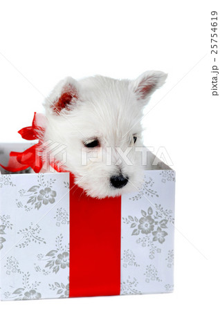 Animal stock images 25754619