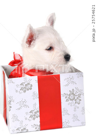 Animal stock images Animal stock images 25754621