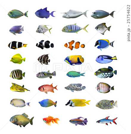 Animal stock images 25754622