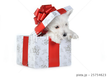 Animal stock images Animal stock images 25754623