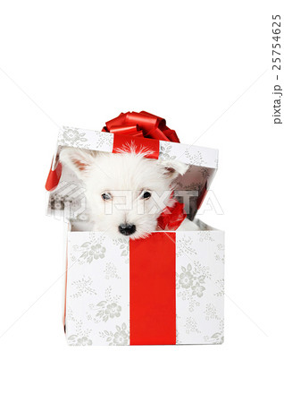 Animal stock images Animal stock images 25754625