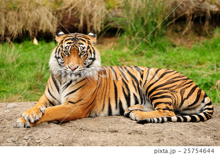 Animal stock images 25754644