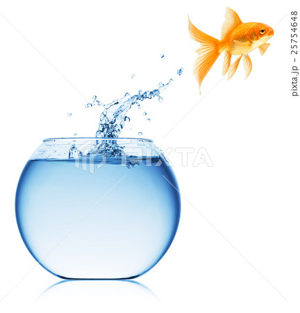 Animal stock images 25754648