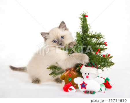 Animal stock images 25754650