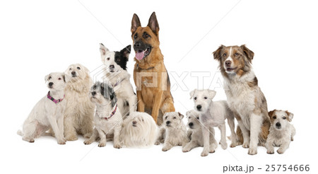 Animal stock images Animal stock images 25754666