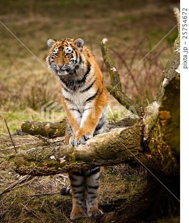 Animal stock images Animal stock images 25754672