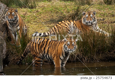 Animal stock images 25754673