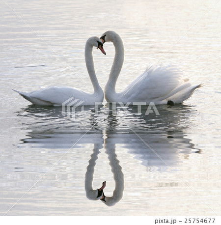 Animal stock images Animal stock images 25754677