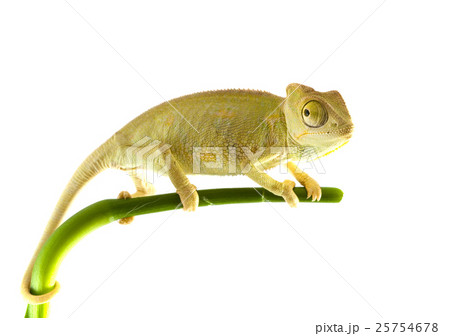Animal stock images 25754678