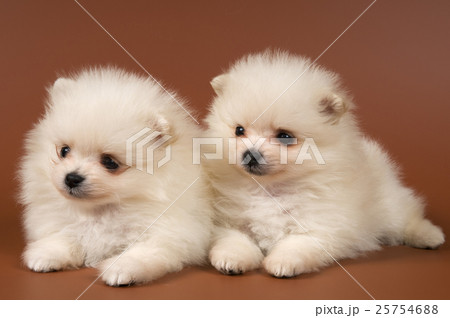 Animal stock images 25754688