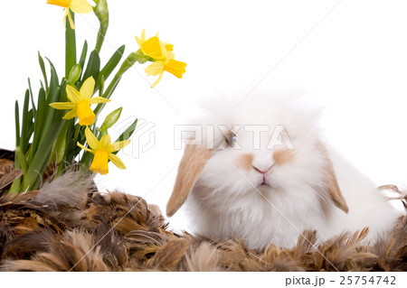 Animal stock images 25754742