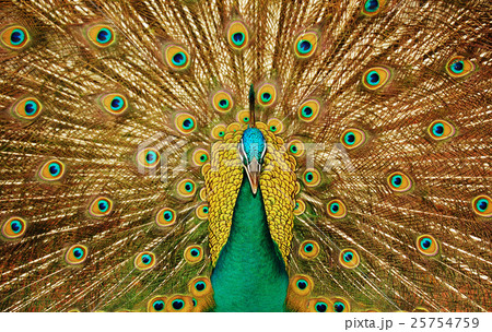 Animal stock images Animal stock images 25754759