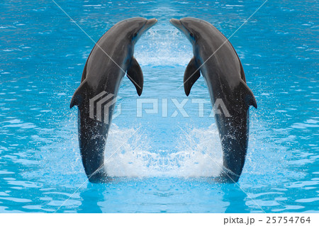Animal stock images 25754764