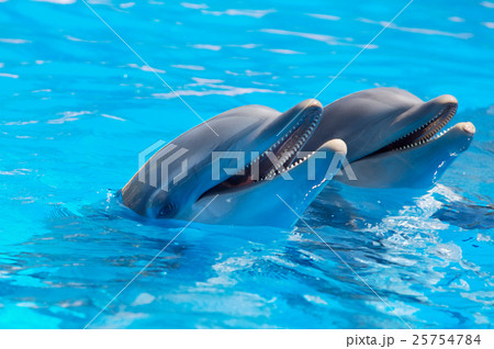 Animal stock images 25754784