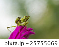 Mantis insect on pink flower nature background 25755069