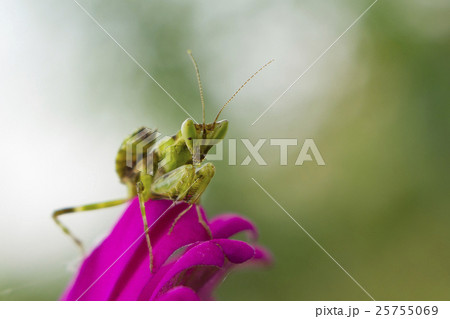 Mantis insect on pink flower nature background 25755069