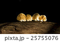 four mushroom on wood log with sunlight 25755076