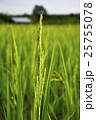 green rice soft focuse with rice field background 25755078