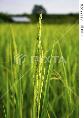 green rice soft focuse with rice field background 25755078