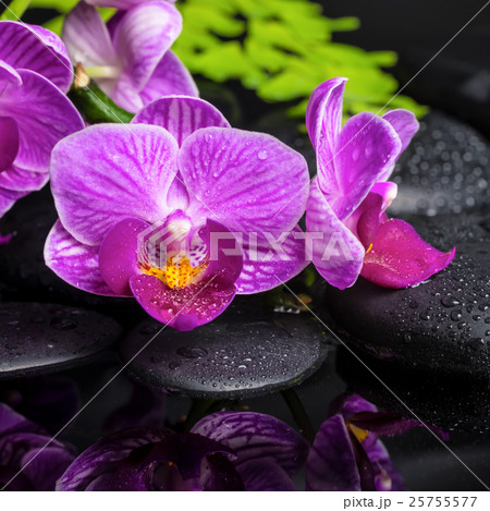 spa setting of stripped lilac orchid, phalaenopsis 25755577