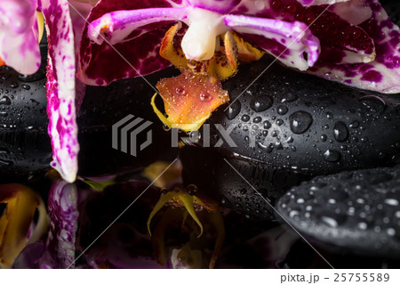 Beautiful spa setting of lace purple orchid  25755589