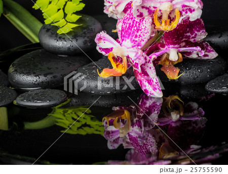 Spa concept of beautiful lace lilac orchid  25755590