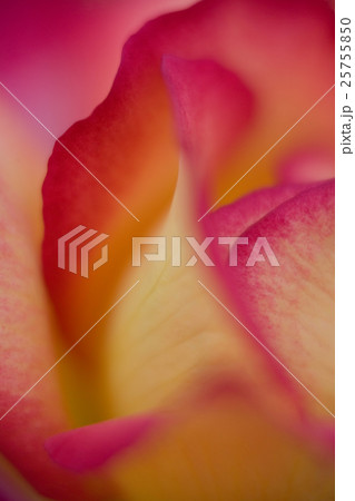 rose flower with yellow pink red magenta petals rose flower with yellow pink red magenta petals 25755850