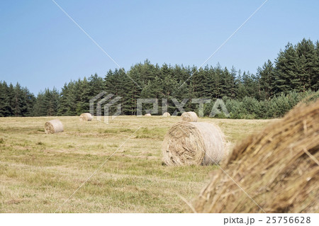 Hay Bales Hay Bales 25756628