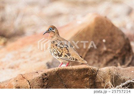 Galapagos dove in Espanola island. 25757214