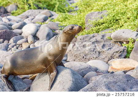 Sea Lion in Galapagos Islands Sea Lion in Galapagos Islands 25757216