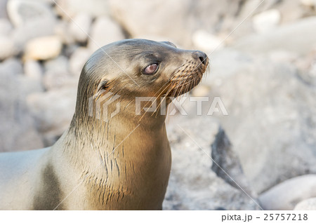 Sea Lion in Galapagos Islands 25757218