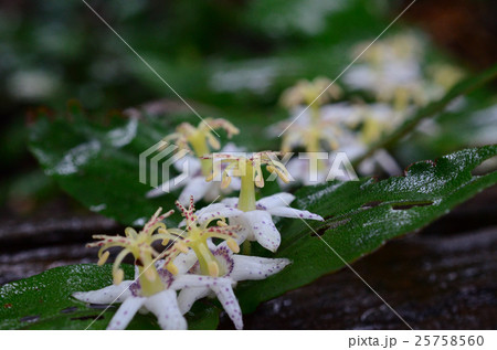 ヤマジノホトトギス・山路の杜鵑草 ヤマジノホトトギス・山路の杜鵑草 25758560