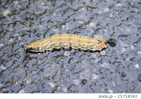 エビガラスズメ・蝦殻天蛾の幼虫 エビガラスズメ・蝦殻天蛾の幼虫 25758562