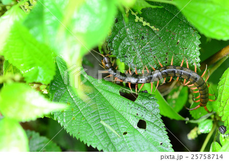 トビズムカデ・鳶頭百足 トビズムカデ・鳶頭百足 25758714