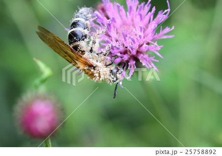 ノアザミ・野薊の蜜を集め花粉にまみれたオオハラナガツチバチ・大腹長土蜂 25758892
