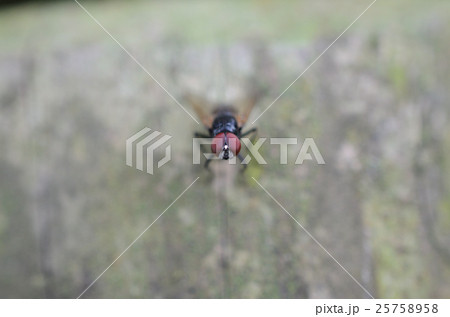 アシナガヤドリバエ・脚長寄生蠅の一種 25758958