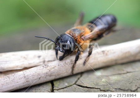 オオハキリバチ・大葉切蜂 25758964