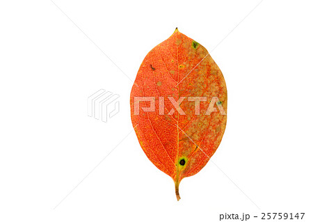 落ち葉　柿の葉　秋 25759147