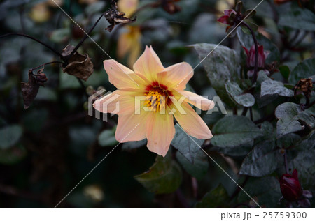 銅葉色のダリア・天竺牡丹 25759300