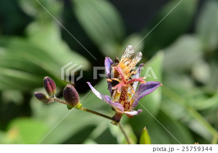 ホトトギス・杜鵑草を吸蜜する、トラマルハナバチ・虎丸花蜂 25759344
