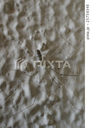 ユウレイグモ・幽霊蜘蛛 ユウレイグモ・幽霊蜘蛛 25759346